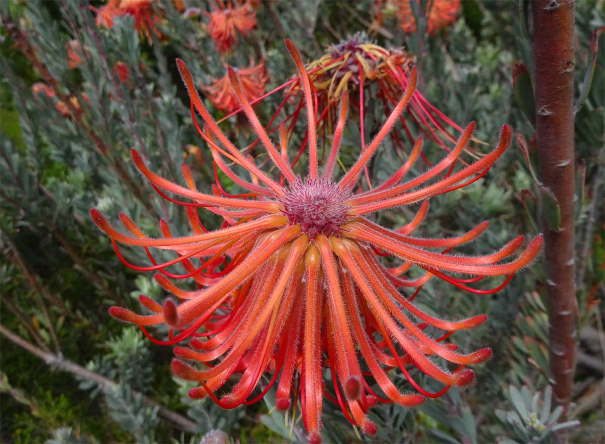 Изображение особи Leucospermum reflexum.