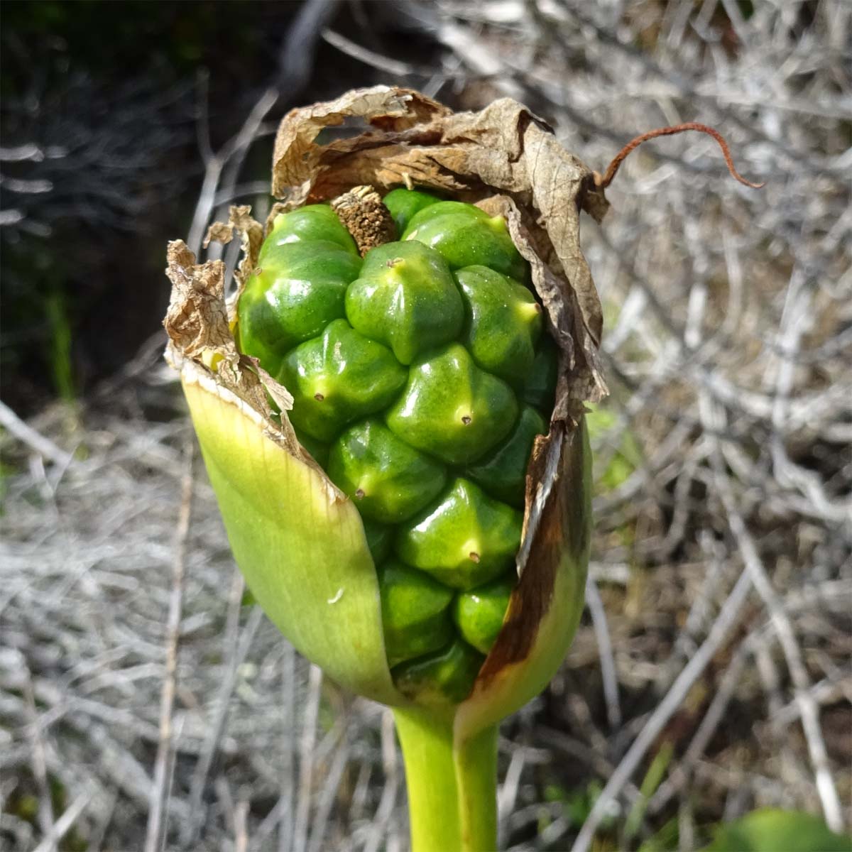 Image of Zantedeschia aethiopica specimen.