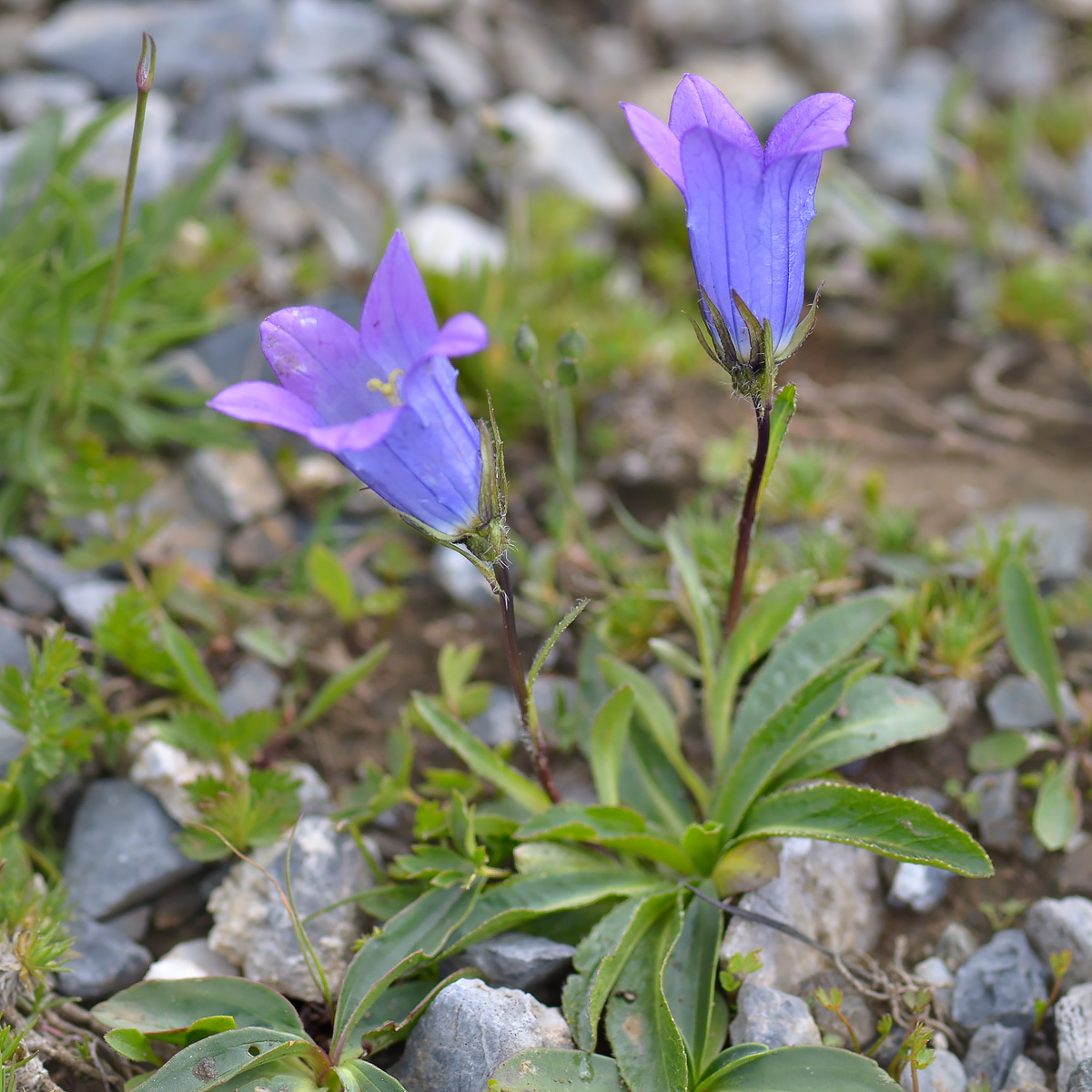 Image of Campanula ciliata specimen.