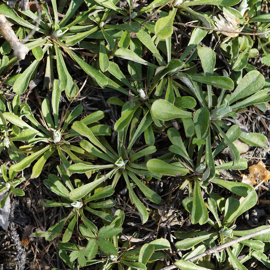 Изображение особи Antennaria dioica.