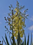 genus Yucca. Верхушка расцветающего растения. Крым, Алупка, парк Воронцовского дворца. 05.10.2012.