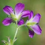 Geranium sylvaticum