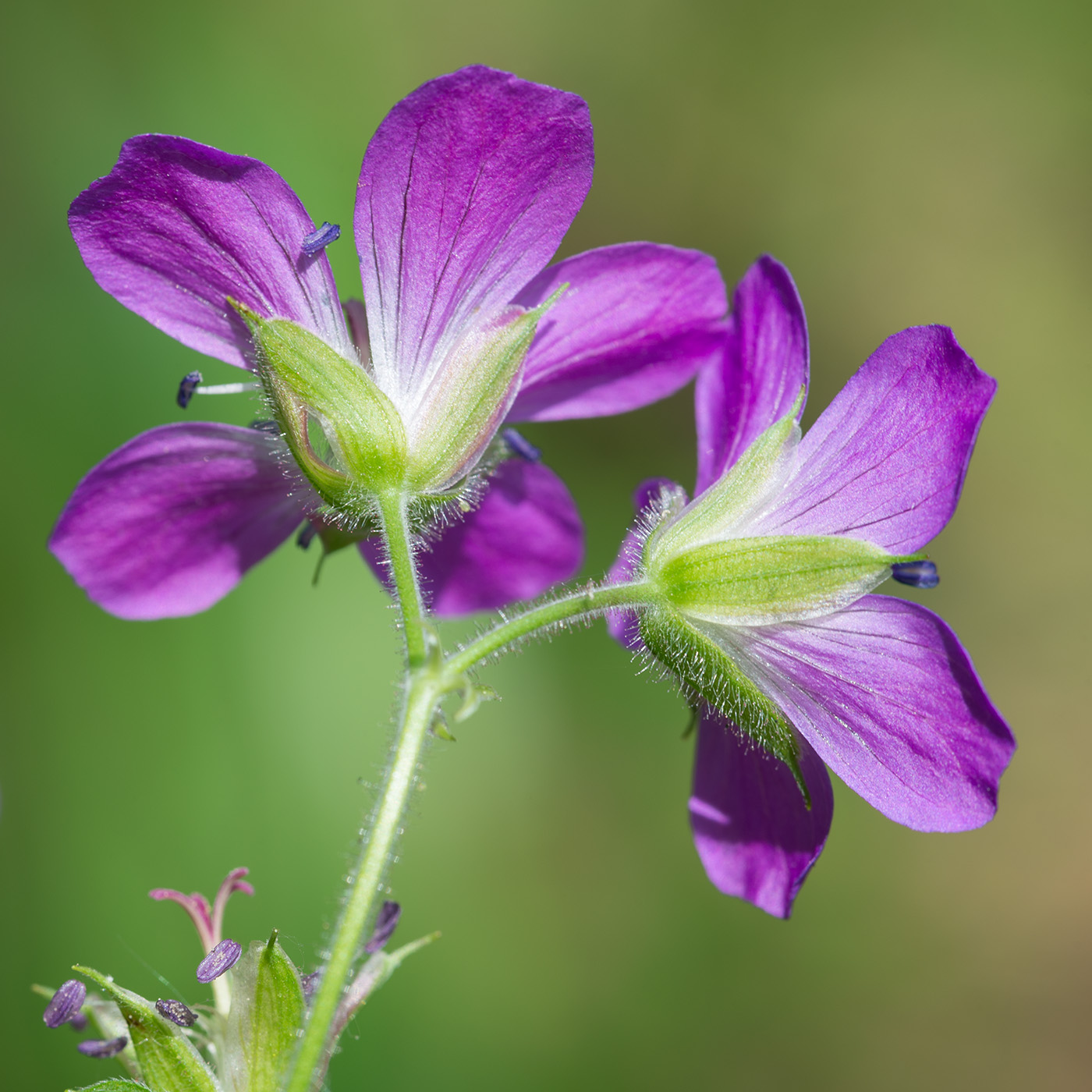 Изображение особи Geranium sylvaticum.