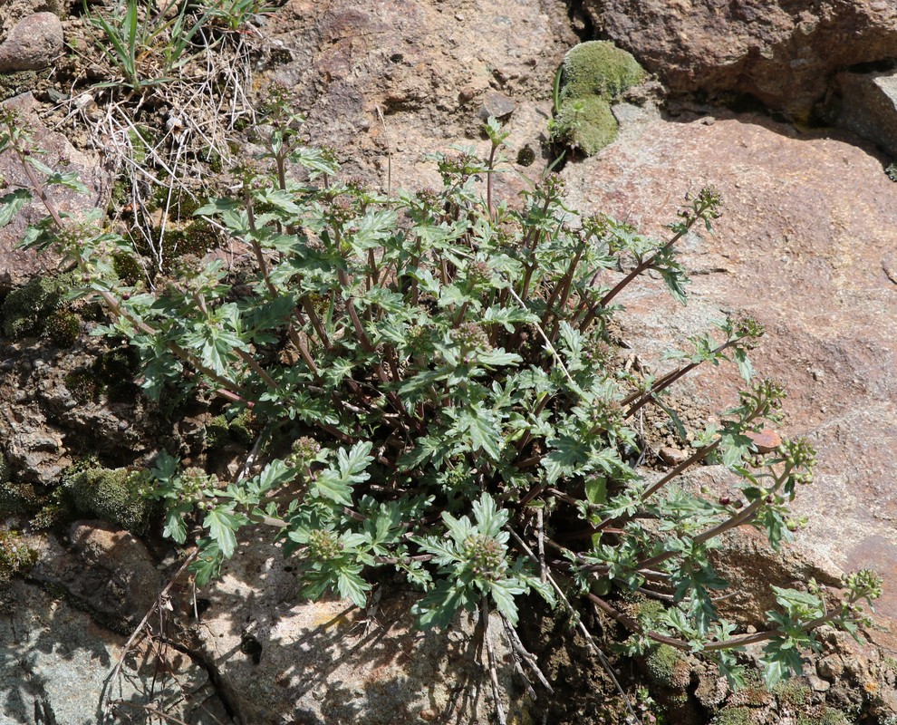 Image of genus Scrophularia specimen.