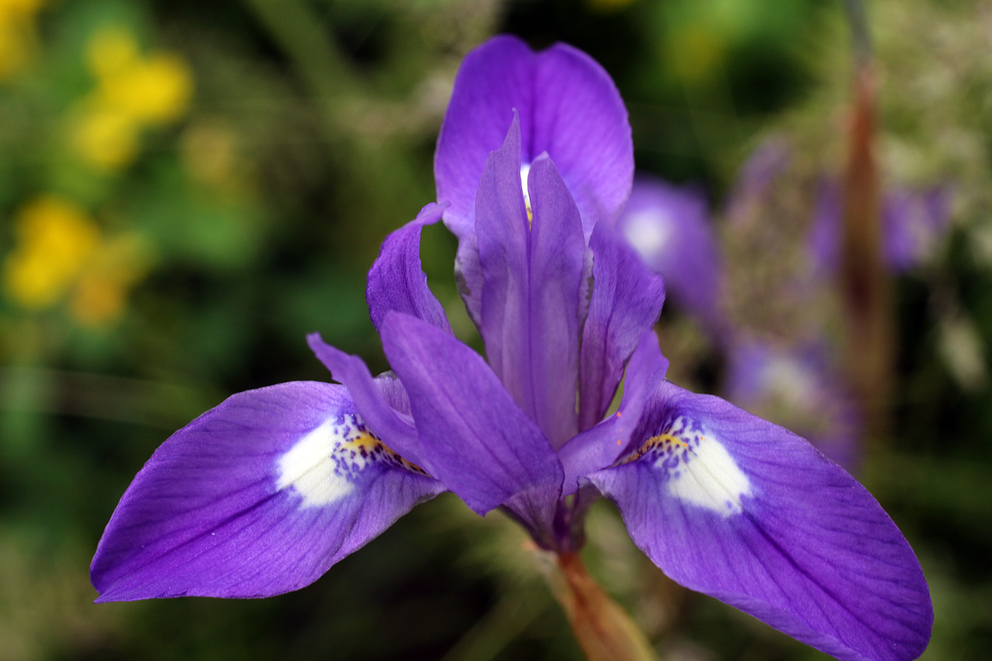 Изображение особи Moraea sisyrinchium.