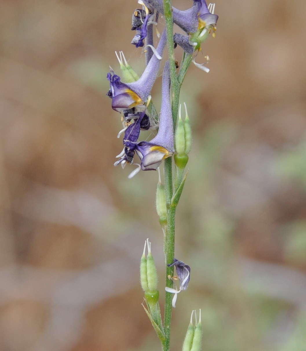 Image of Delphinium peregrinum specimen.