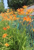 Hemerocallis fulva