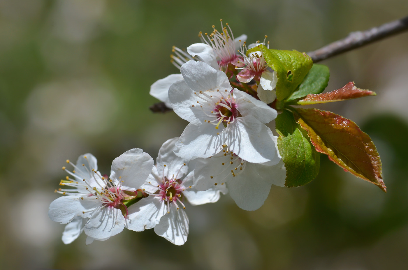 Image of Prunus cerasifera specimen.