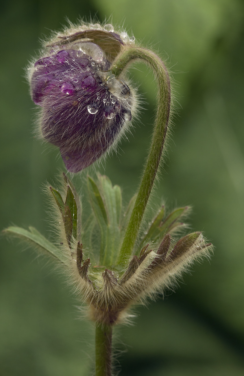 Изображение особи Pulsatilla ajanensis.