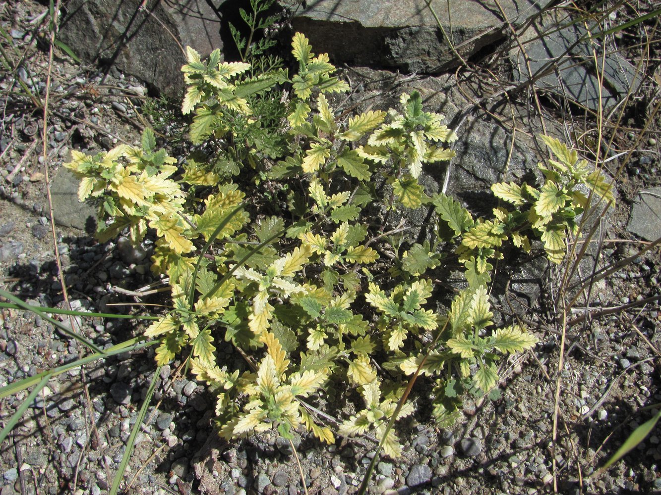 Изображение особи Teucrium chamaedrys.