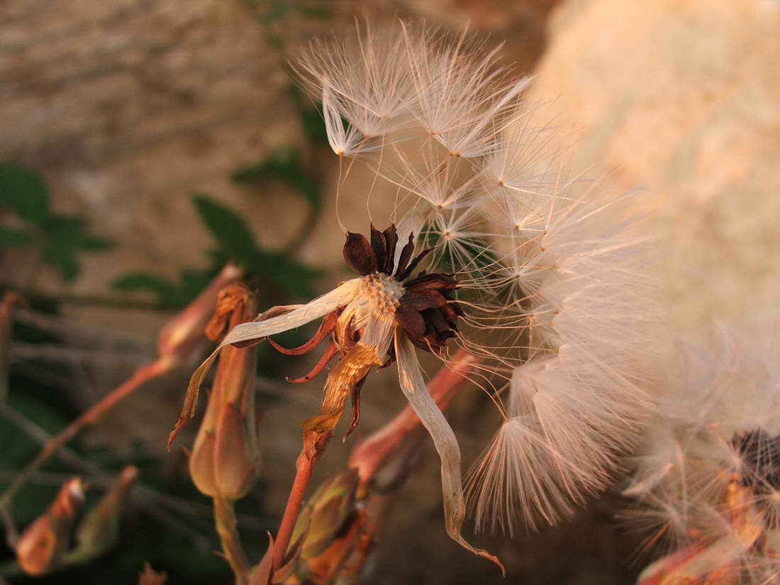 Image of Lactuca tuberosa specimen.