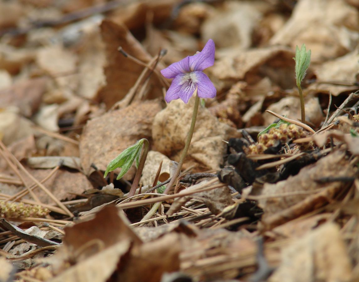 Image of Viola dactyloides specimen.