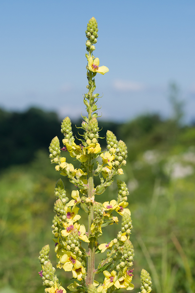 Image of Verbascum pyramidatum specimen.