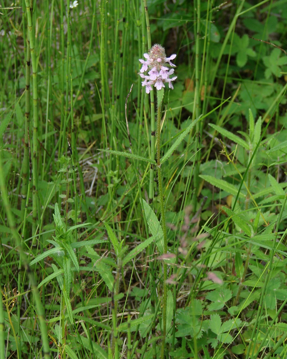 Изображение особи Stachys aspera.