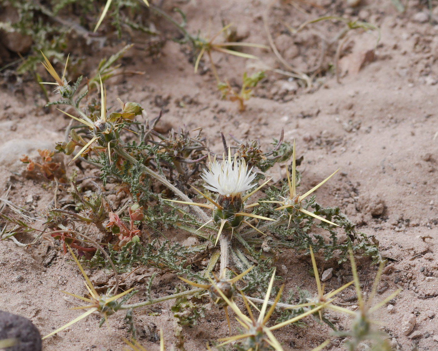 Image of Centaurea sinaica specimen.