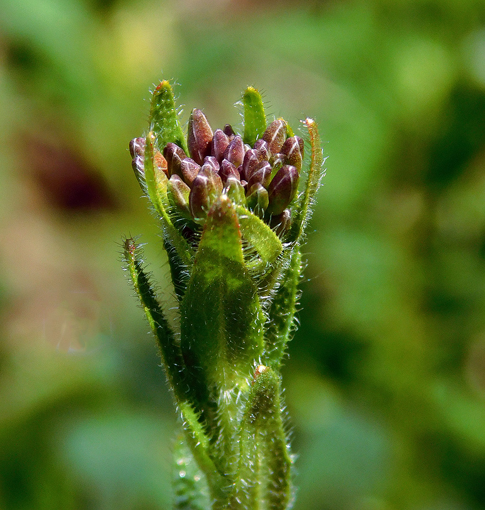 Image of Arabis sagittata specimen.