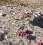 Limonium echioides