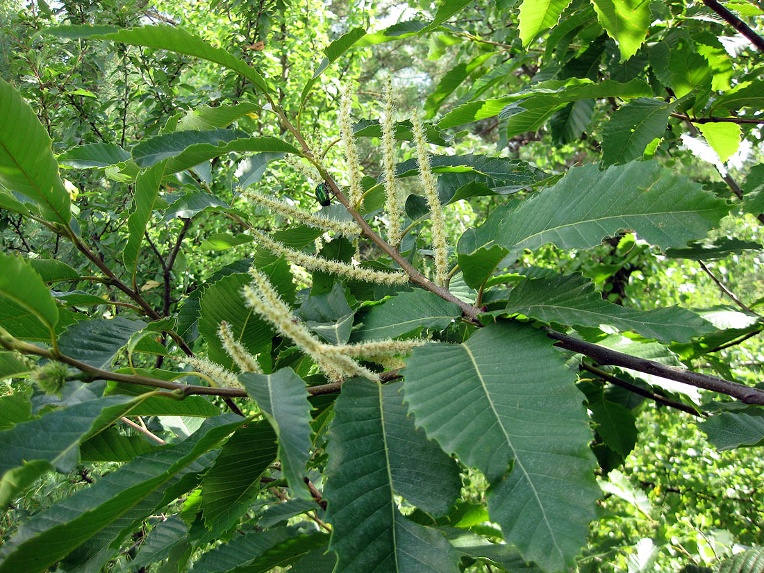 Image of Castanea sativa specimen.