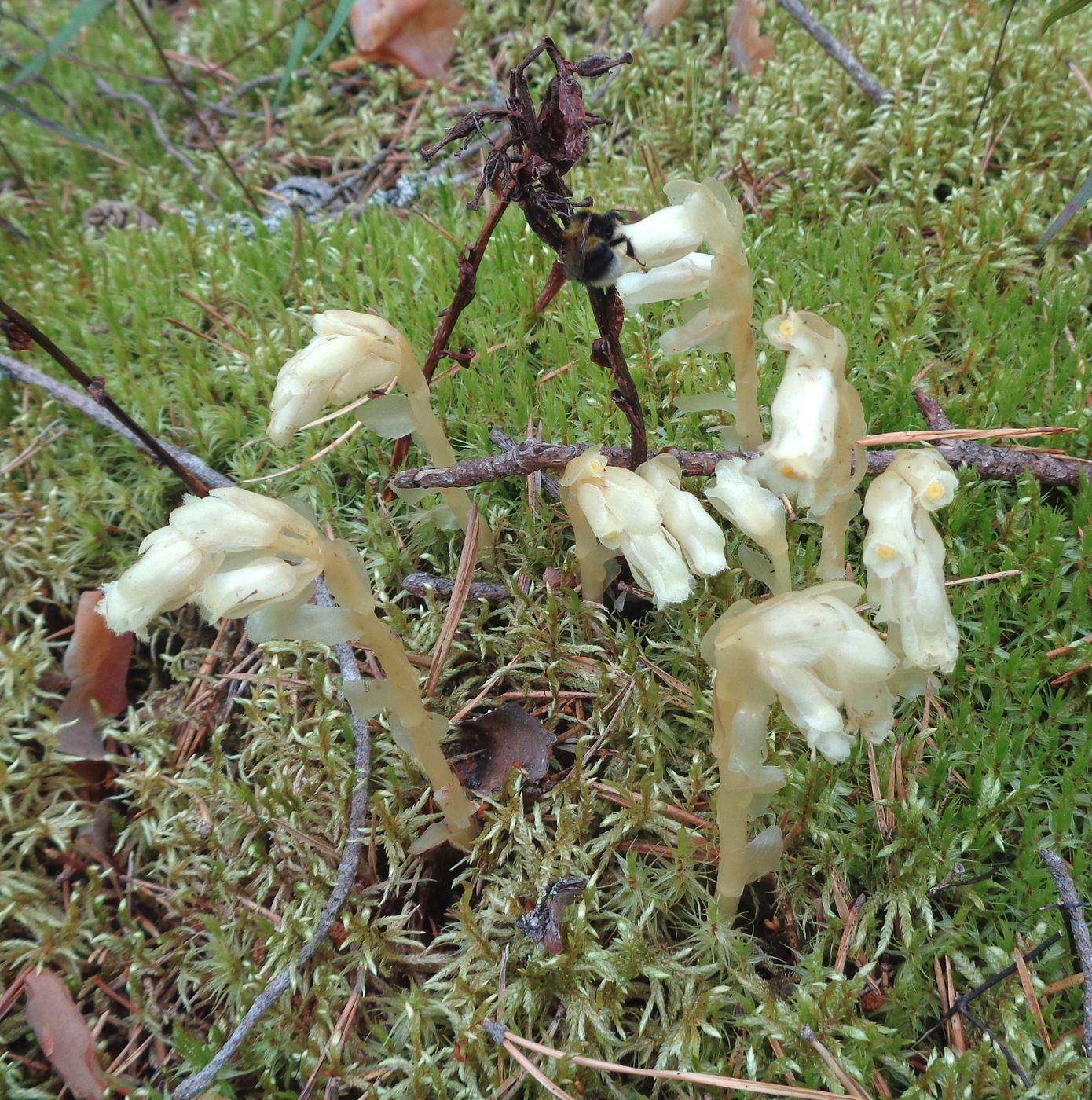 Image of Hypopitys monotropa specimen.