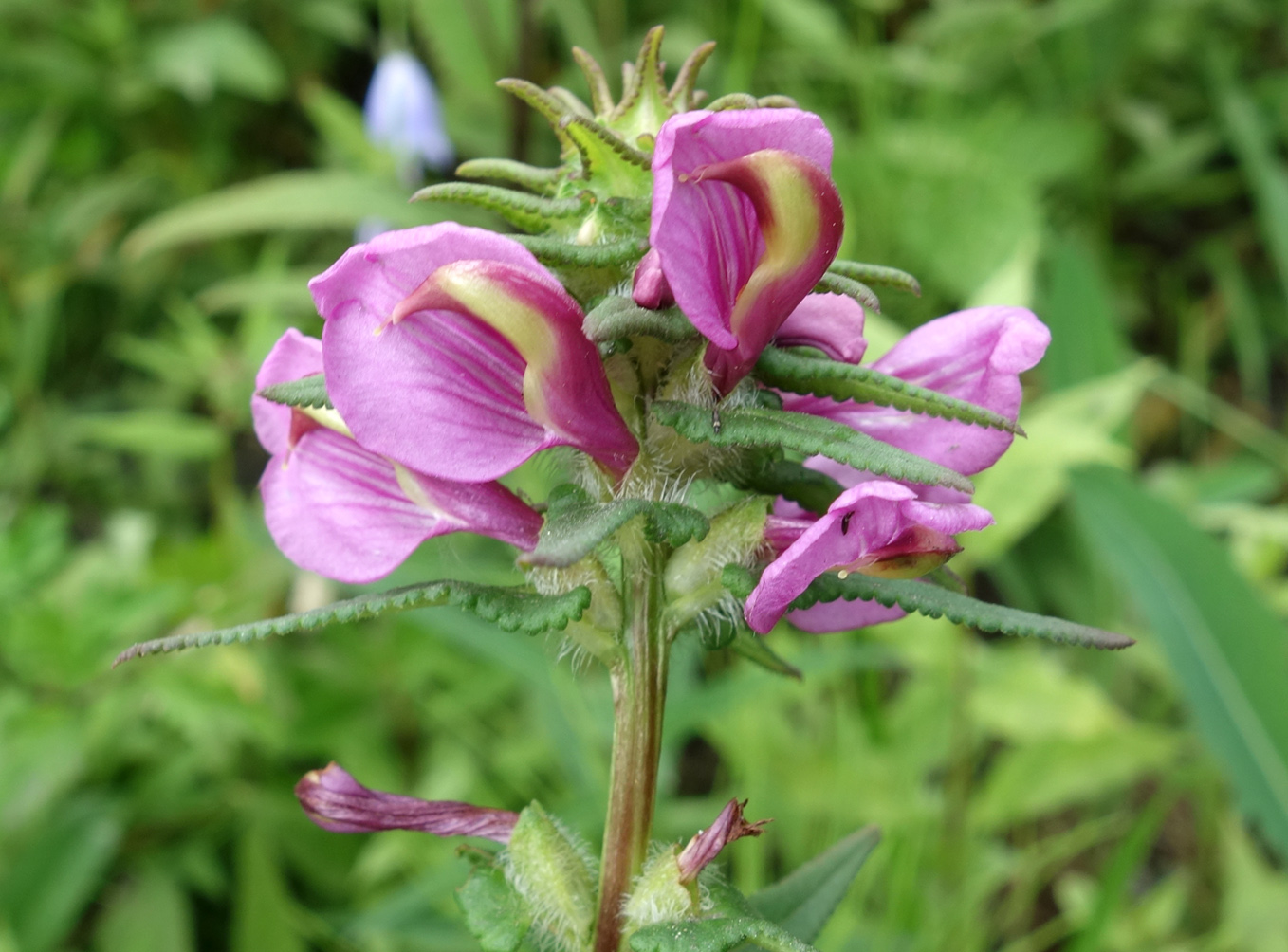 Image of Pedicularis resupinata specimen.