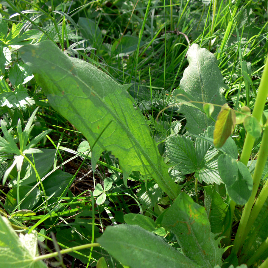 Image of Taraxacum officinale specimen.