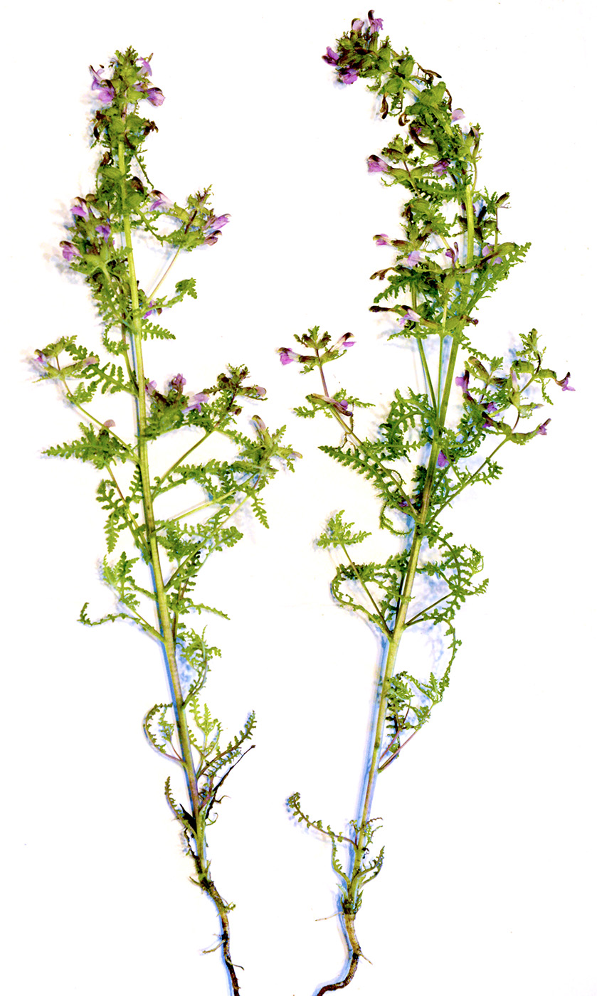 Image of Pedicularis palustris specimen.