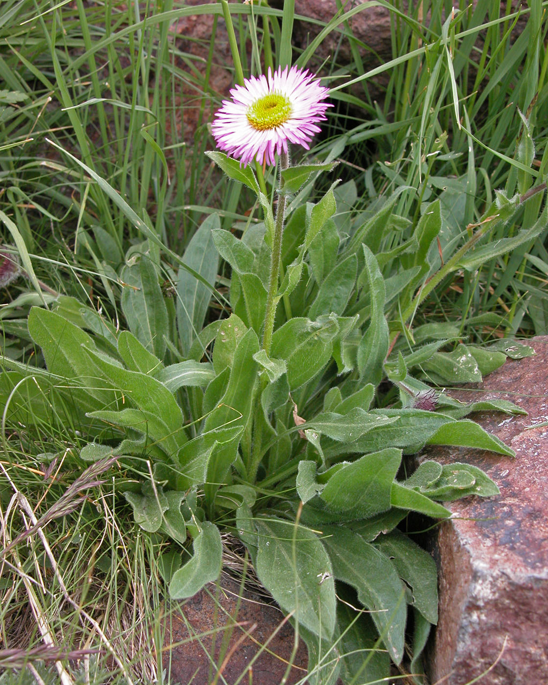 Image of genus Erigeron specimen.