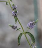 Mentha asiatica