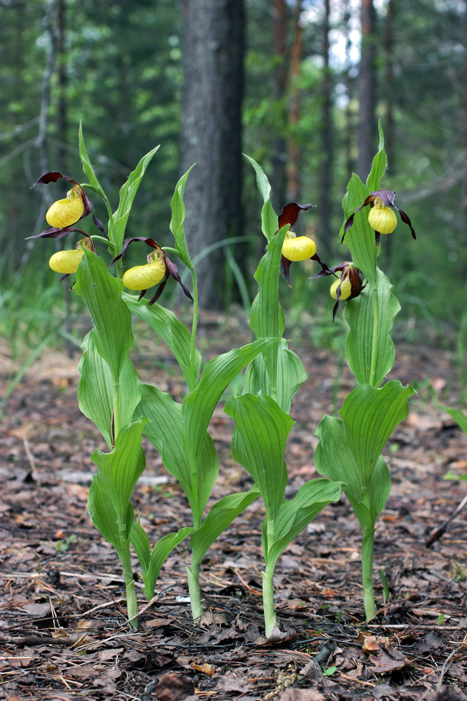 Image of Cypripedium calceolus specimen.