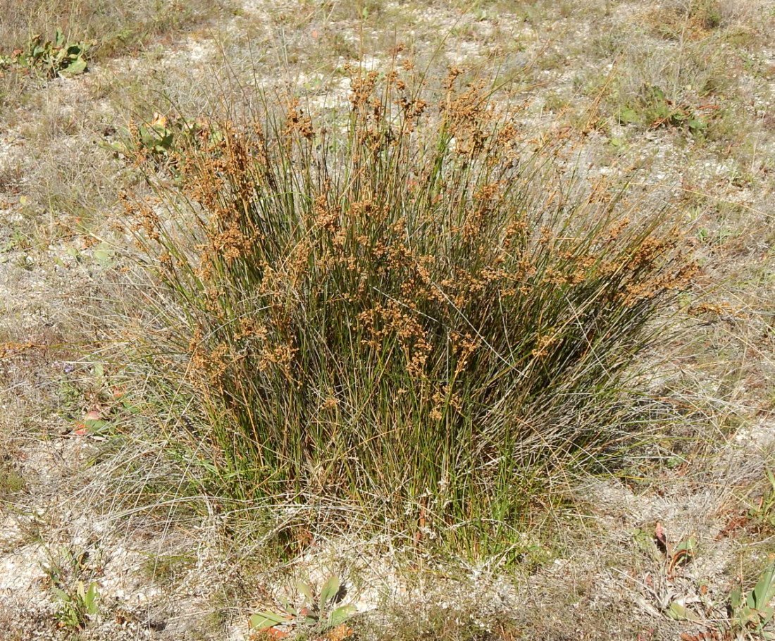 Image of Juncus maritimus specimen.