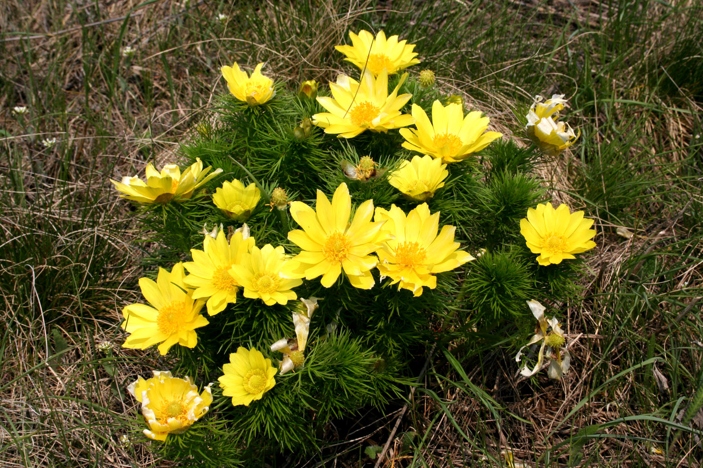 Изображение особи Adonis vernalis.