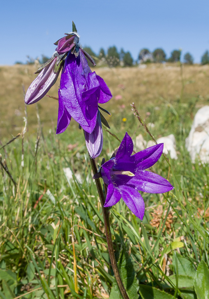 Image of Campanula collina specimen.