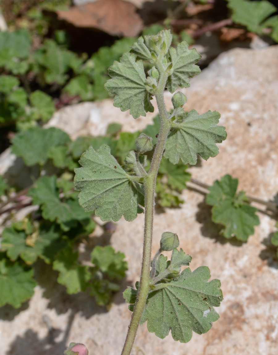 Image of Malvella sherardiana specimen.