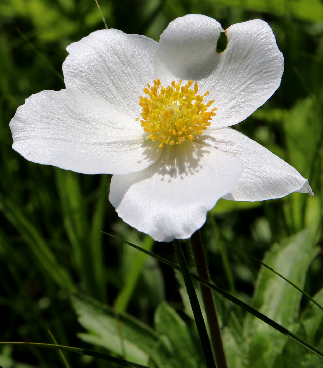 Image of Anemone sylvestris specimen.