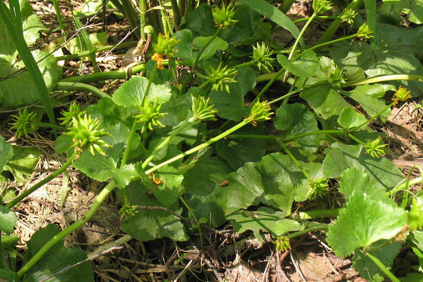 Изображение особи Caltha palustris.