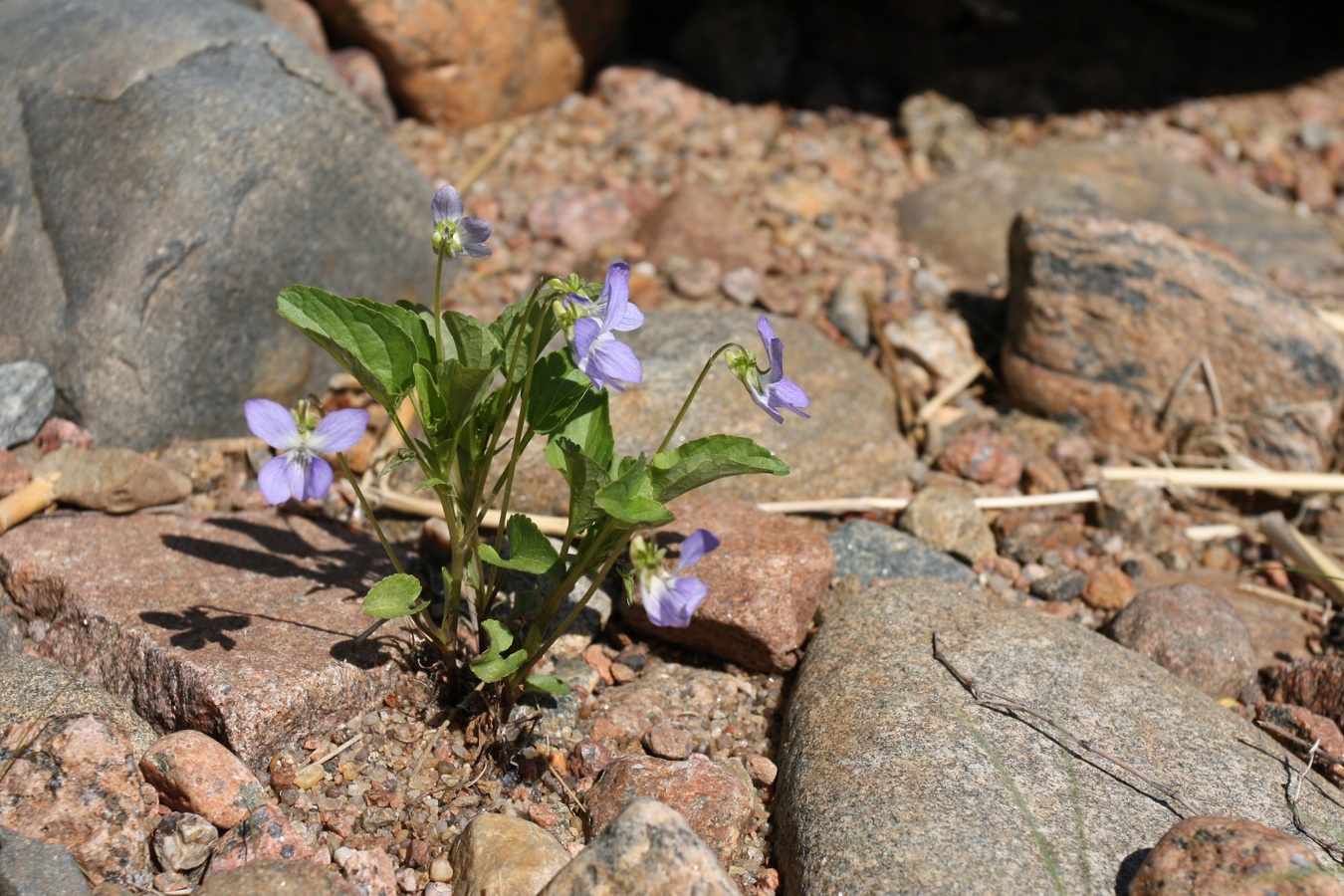 Изображение особи Viola &times; litoralis.