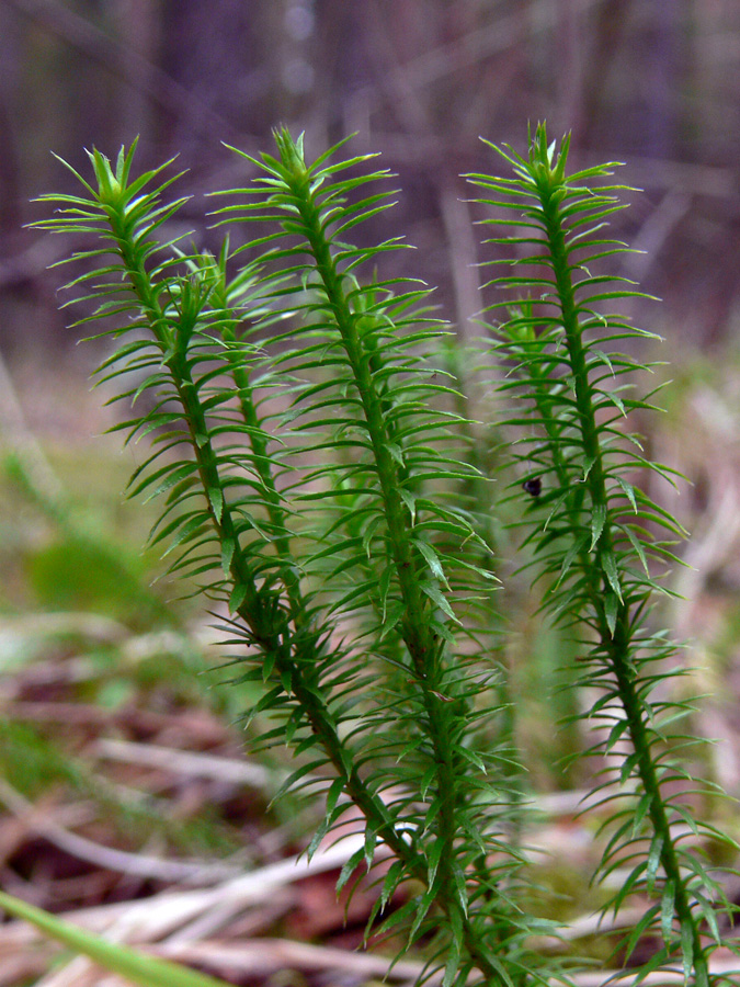 Image of Lycopodium annotinum specimen.