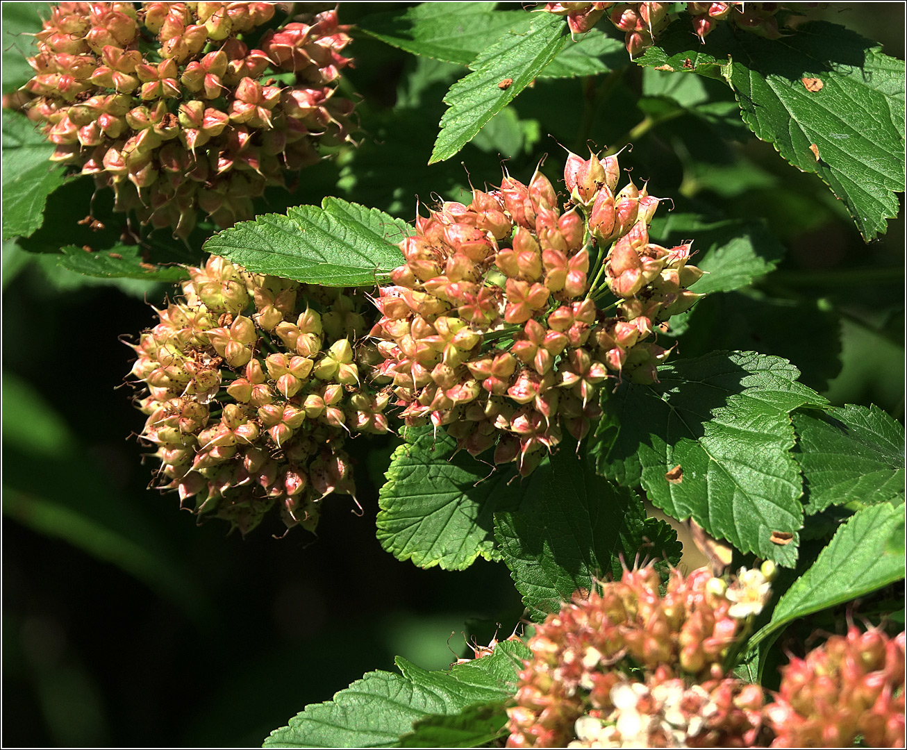 Изображение особи Physocarpus opulifolius.