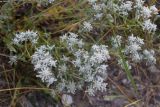 Teucrium capitatum