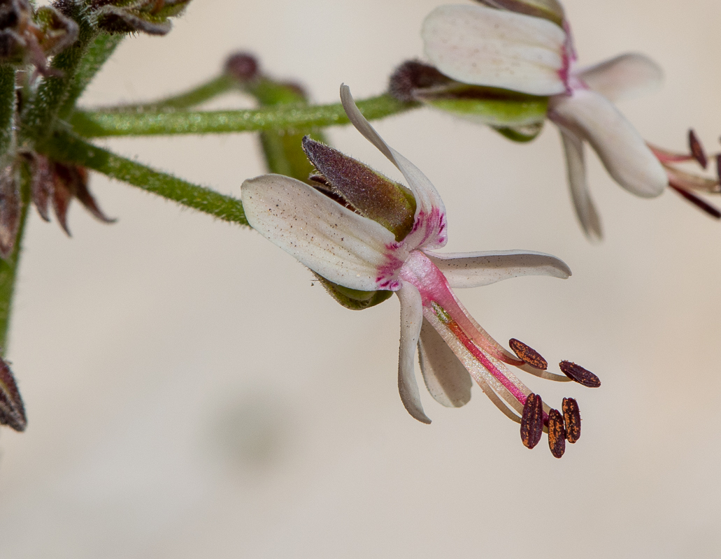 Изображение особи Pelargonium laxum.