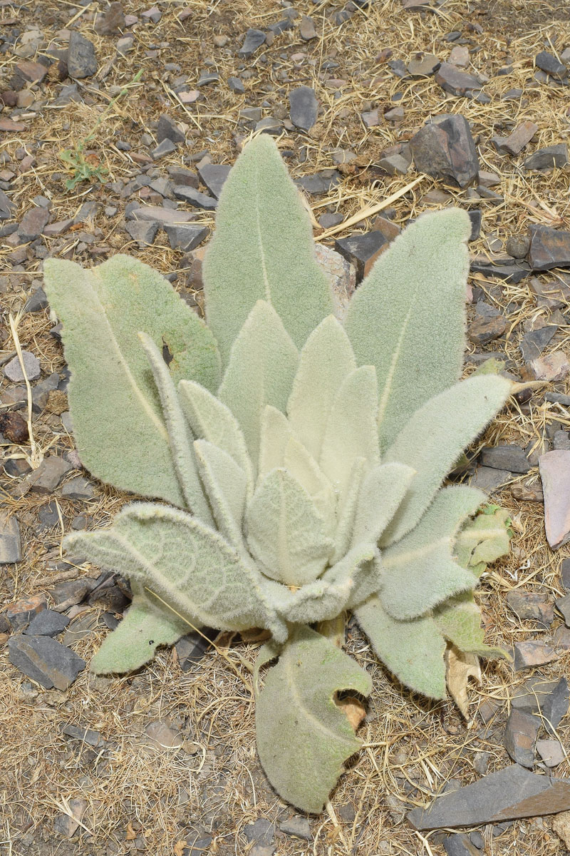 Image of Verbascum songaricum specimen.