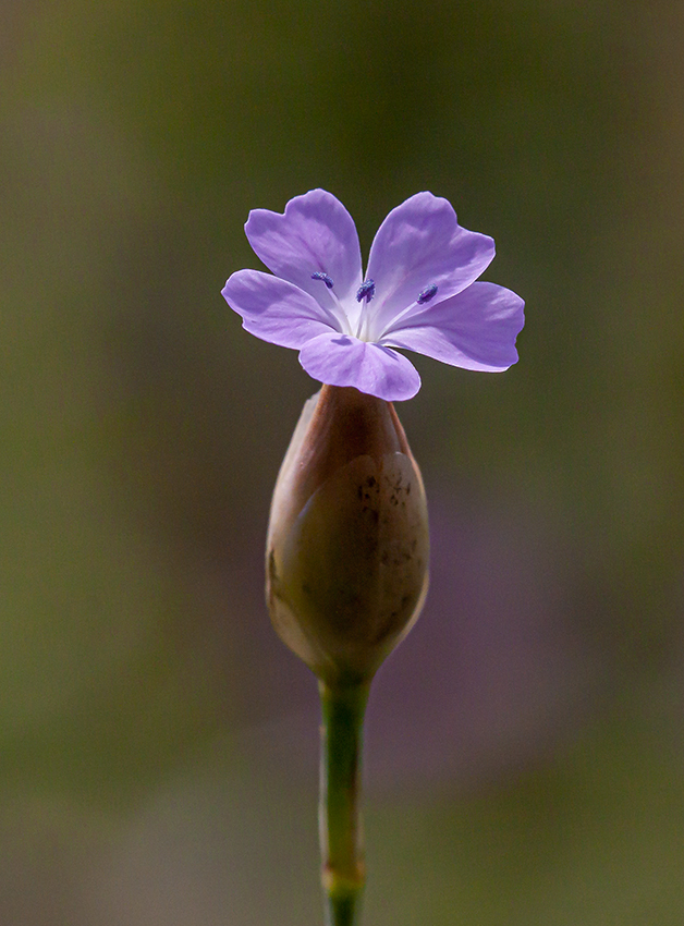 Image of Petrorhagia prolifera specimen.