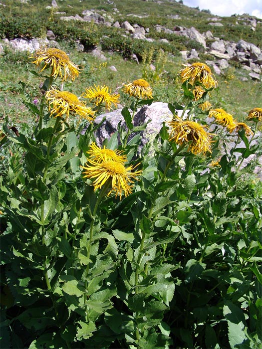 Image of Inula grandiflora specimen.