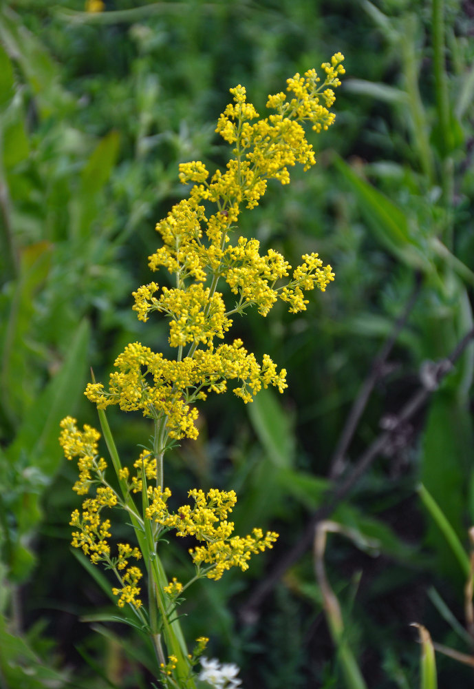 Image of Galium verum specimen.