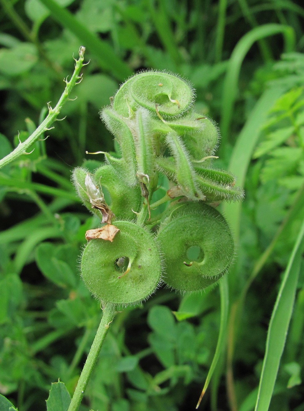 Image of Medicago glutinosa specimen.