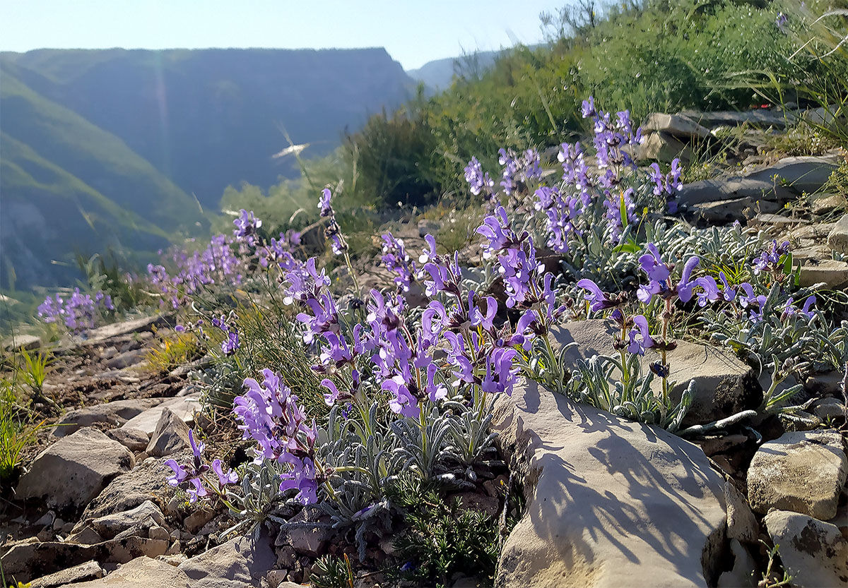 Image of Salvia canescens var. daghestanica specimen.