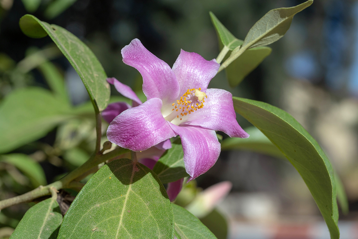 Изображение особи Lagunaria patersonia.