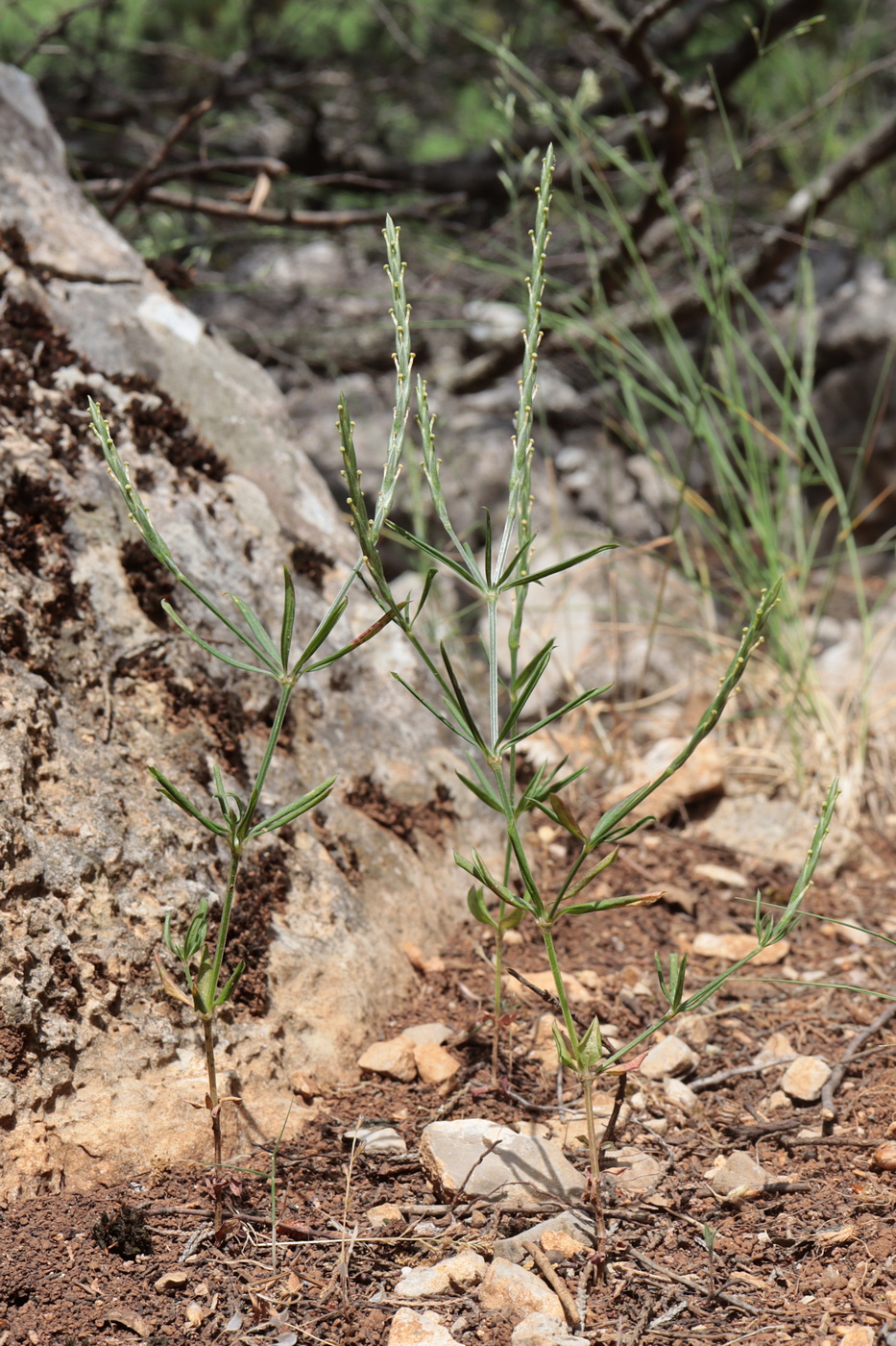 Изображение особи Crucianella latifolia.