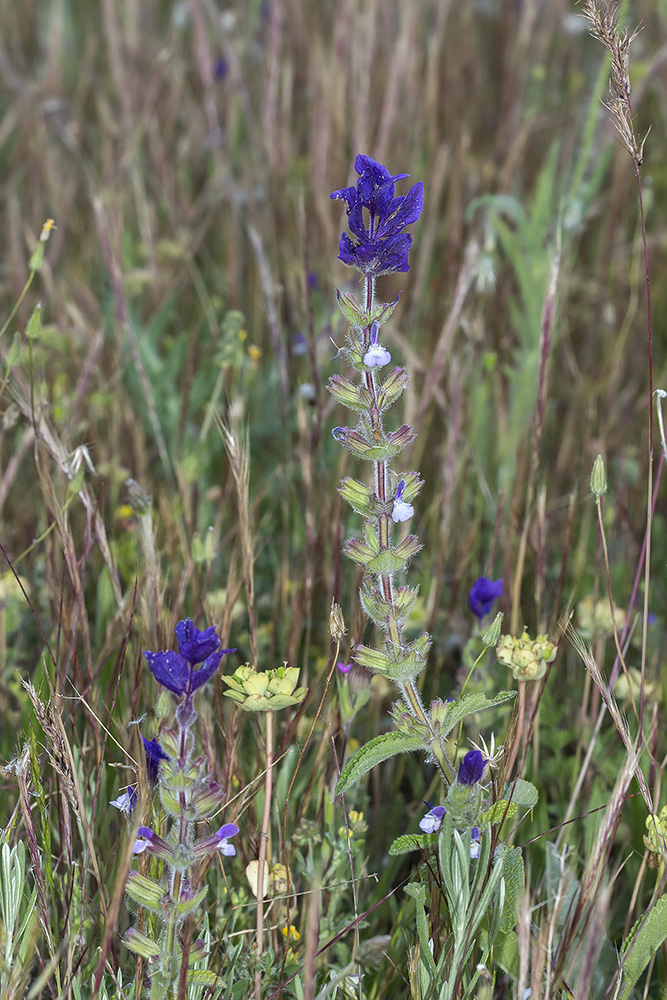 Image of Salvia viridis specimen.