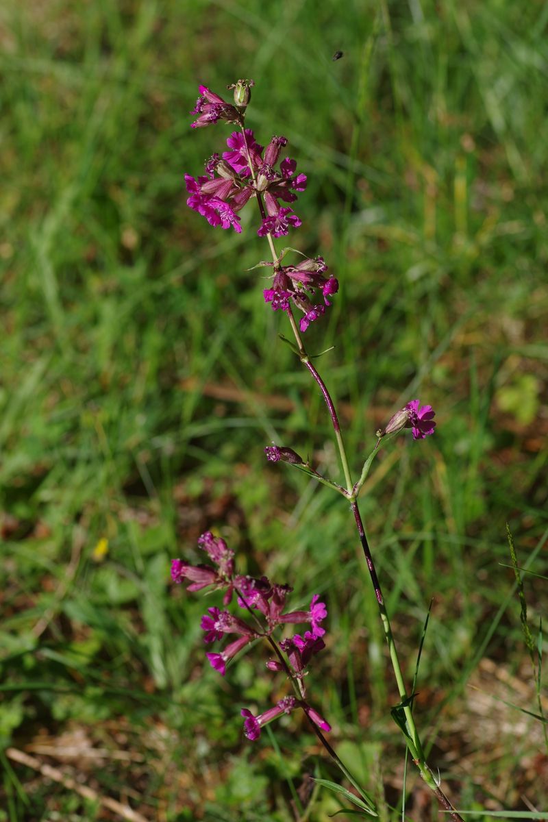 Image of Viscaria vulgaris specimen.